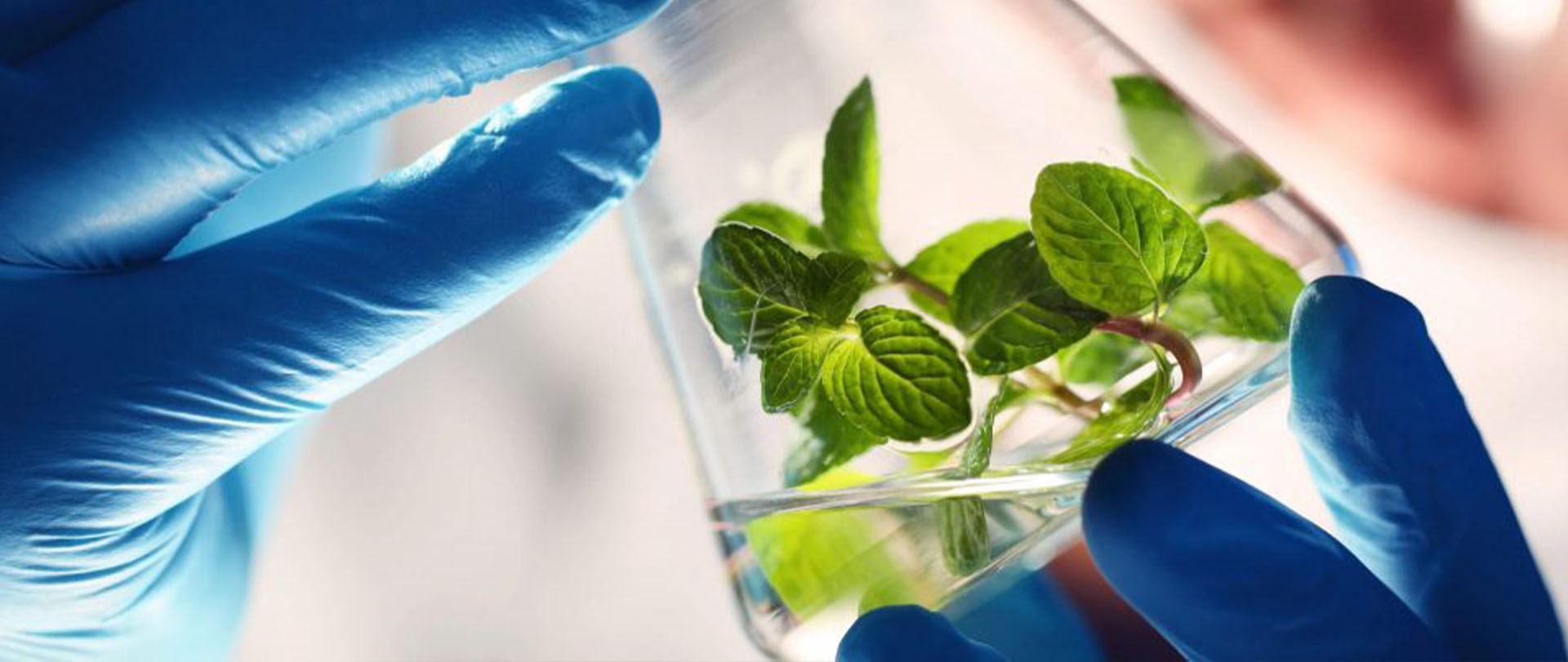 Plantas geneticamente modificadas